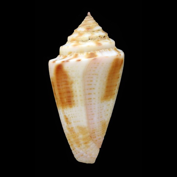 ericmonnieri 38,0mm