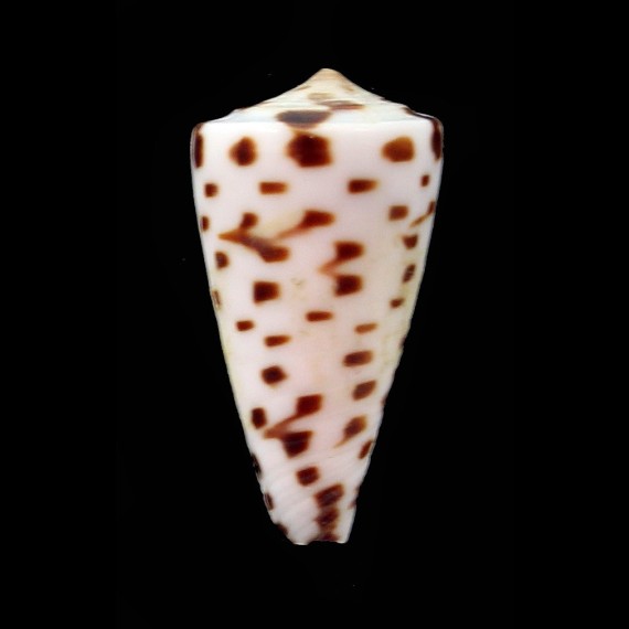 nigromaculatus 23,1mm