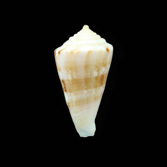 alisi 20,2mm superb