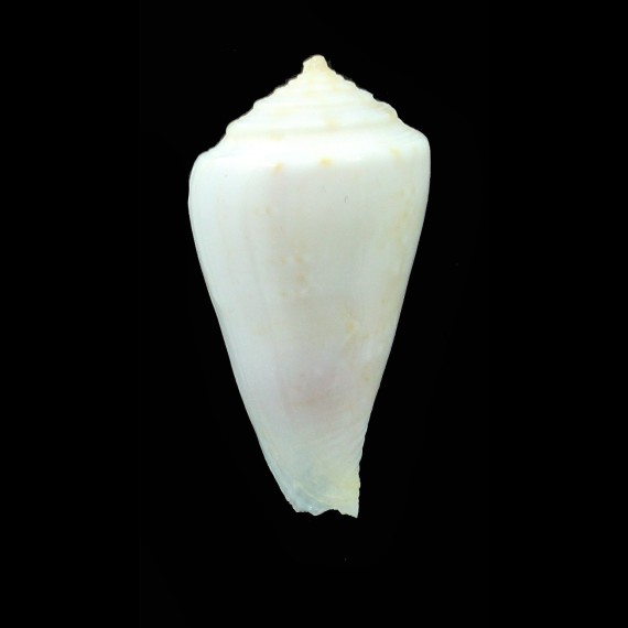 alisii 27,2mm ALBINO BIG