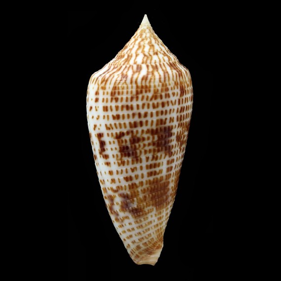 armadillo 70,0mm