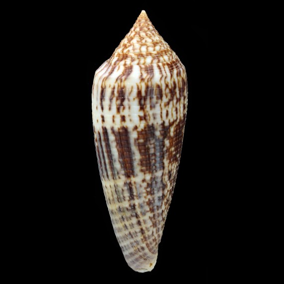 australis 107,1mm  BIG