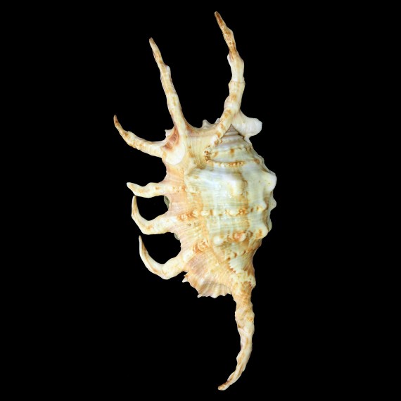 scorpio 142,3mm