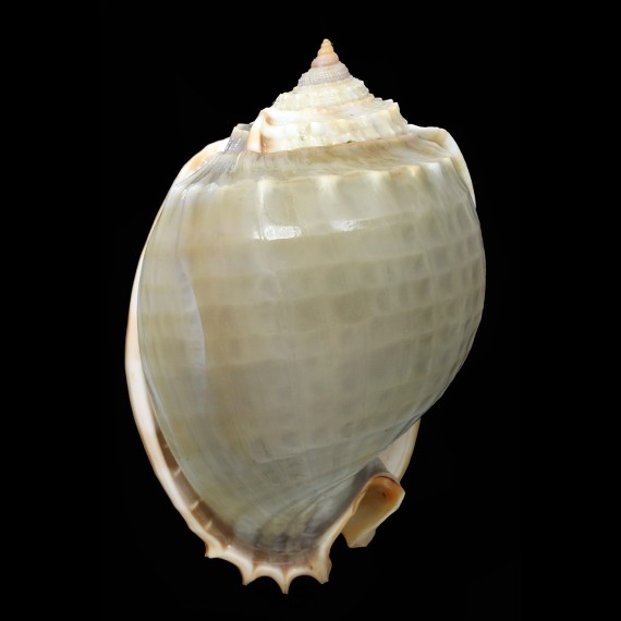 glaucum 95,0mm BIG
