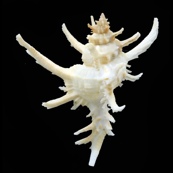 axicornis kawamurai 69,7mm