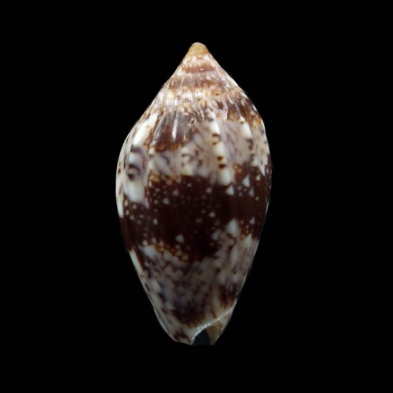 zelindae 23,4mm