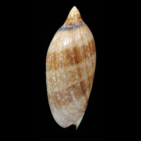 damonii 87,0mm