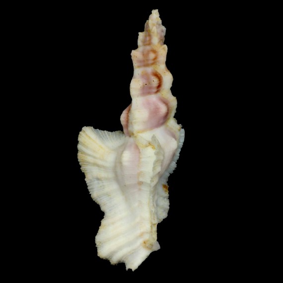 elongatus
