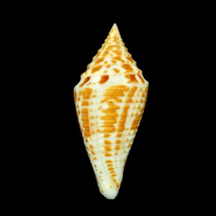 praecellens subaequalis