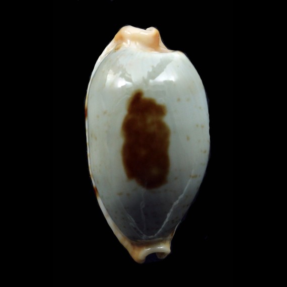 diauges 34,7mm BIG
