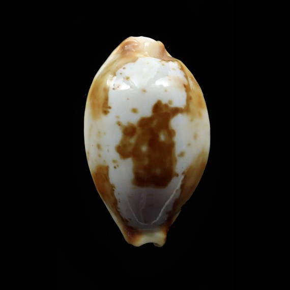stolida 22,3mm