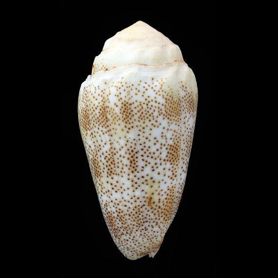 arenatus 76,0mm