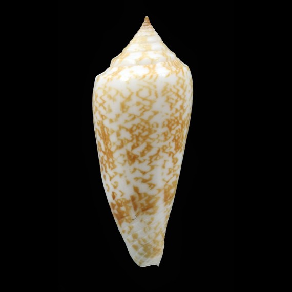 lienardi 47,5mm BIG