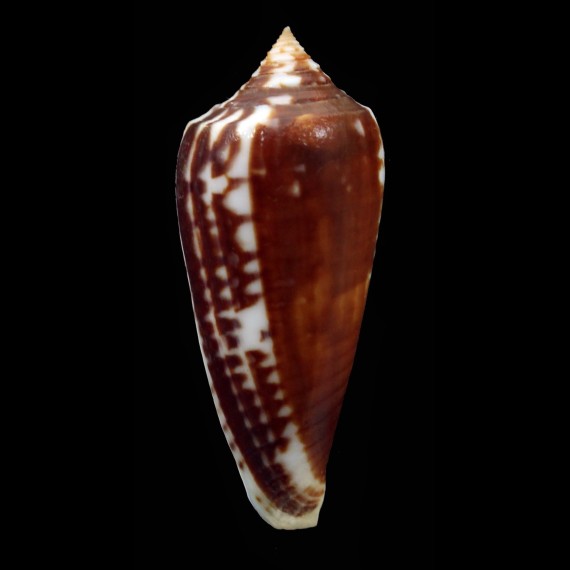 lienardi 41,5mm Dark