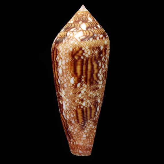 aureus pauluciae 54,0mm