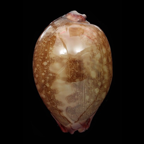mappa panerythra 75,8mm SUPERB