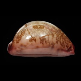 mappa panerythra 75,8mm SUPERB