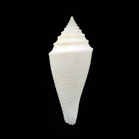 boholensis 34,0mm