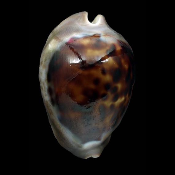 venusta episema sorrentensis 58,2mm