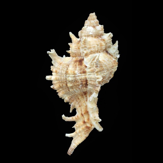 territus 69,1mm