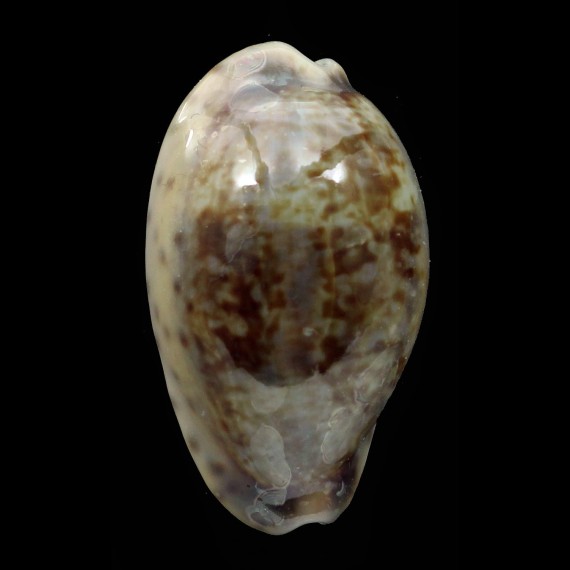 zonaria 37,3mm