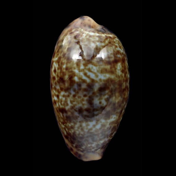 annettae 43,0mm