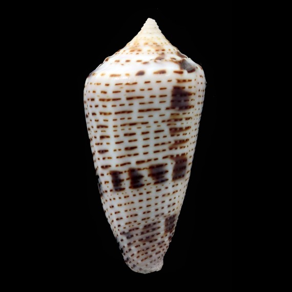 ximenes 44,2mm