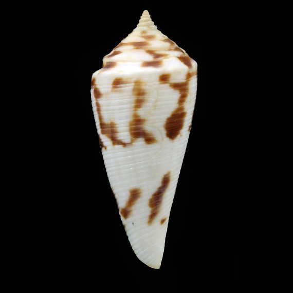 villepinii 51,0mm
