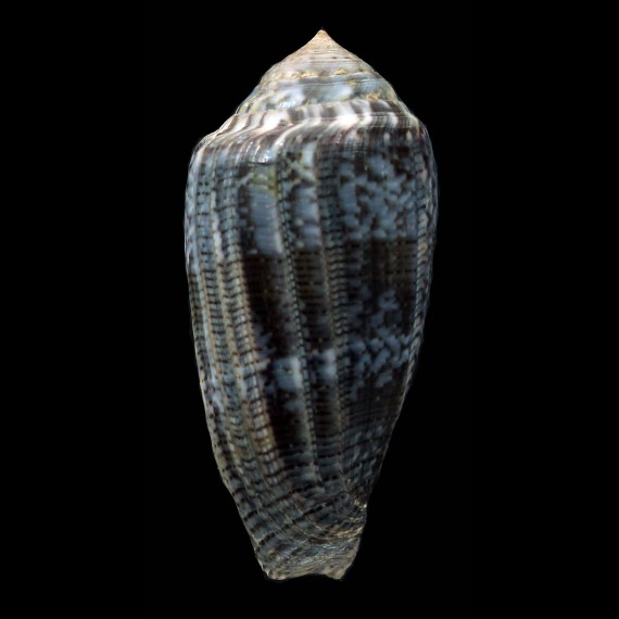achatinus 52,0mm