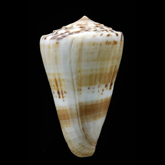fumigatus 58,0mm