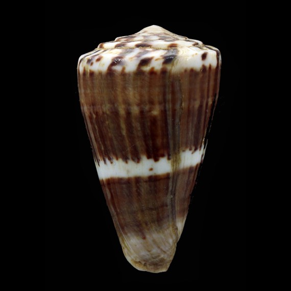 fumigatus blainvillei 53,0mm