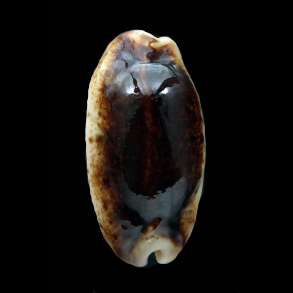 caurica 48,3mm BIG