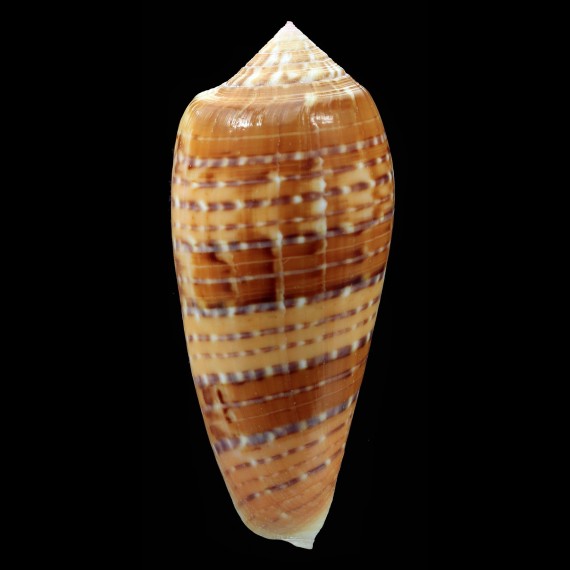 dusaveli 81,2mm