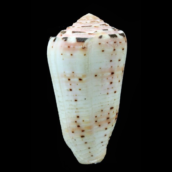 aurisiacus 62,6mm
