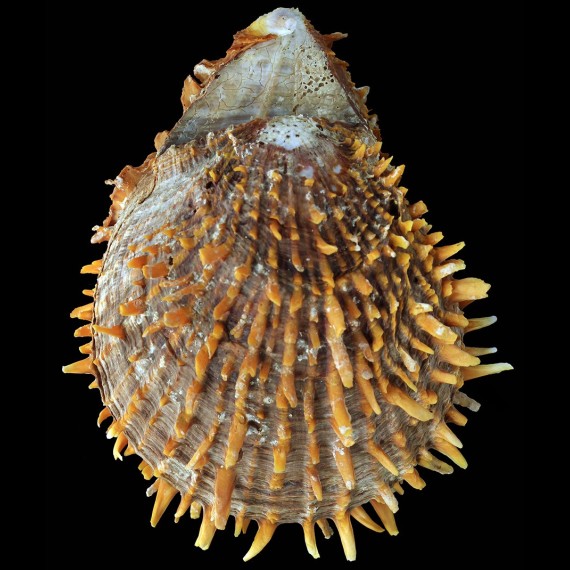 butleri 150,5mm GIANT