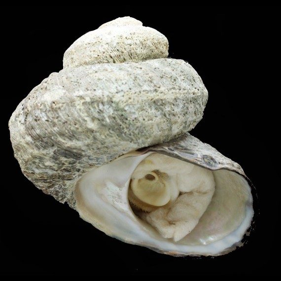 torquata whitleyi 127,6mm MONSTER