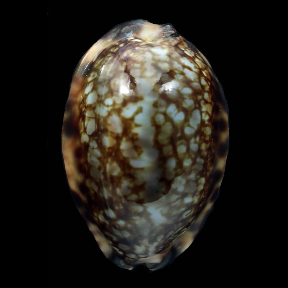 depressa 34,0mm