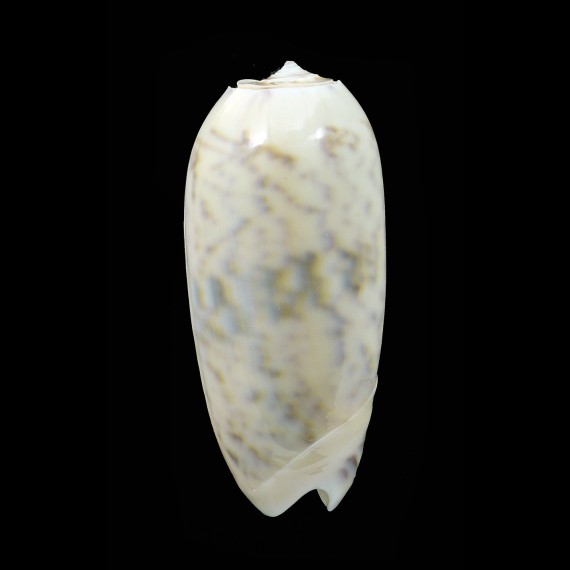 miniacea efasciata thierryi 53,2mm