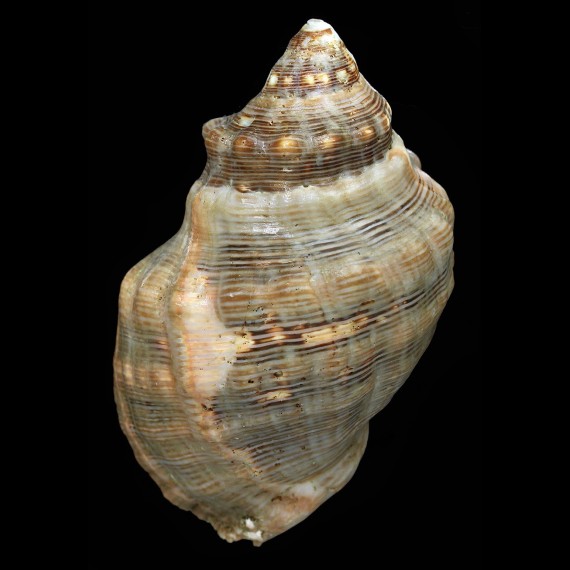 floridana 103,5mm RARITY
