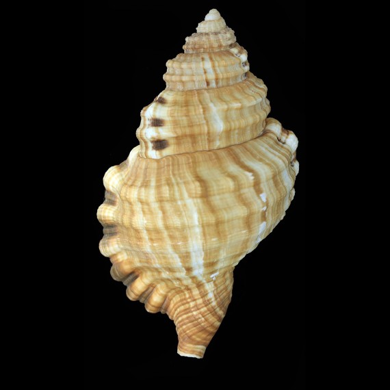 keenae 137,5mm BIG