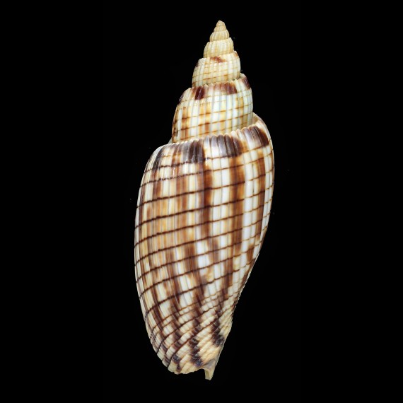 kurodai 90,0mm