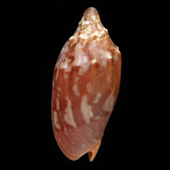 aulica 110,0mm