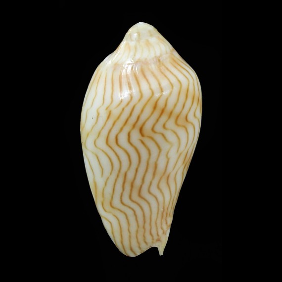 benthalis 29,8mm
