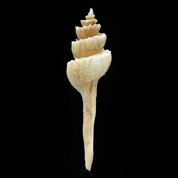 coronatum 58,0mm