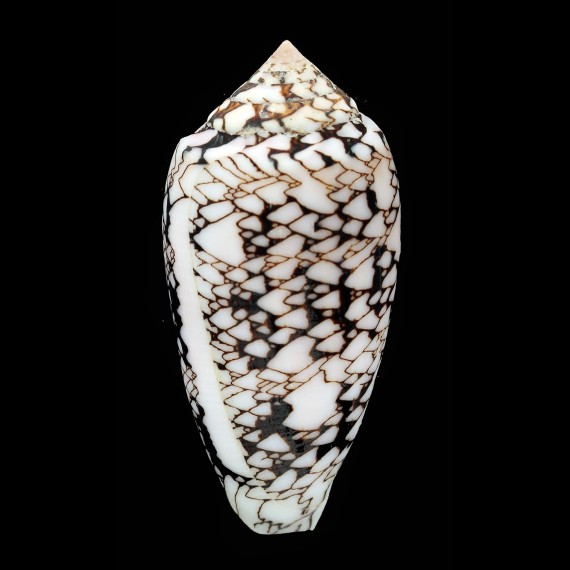 archiepiscopus 75,0mm