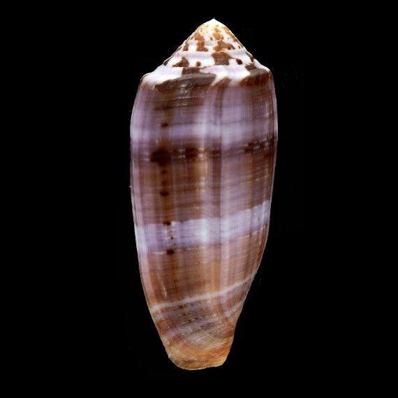 circumcisus 82,6mm
