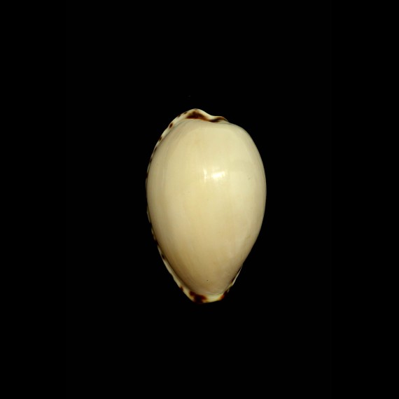 angustata