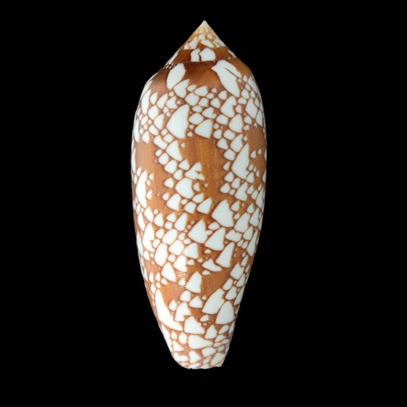 aulicus aurantia 101,6mm LIVE