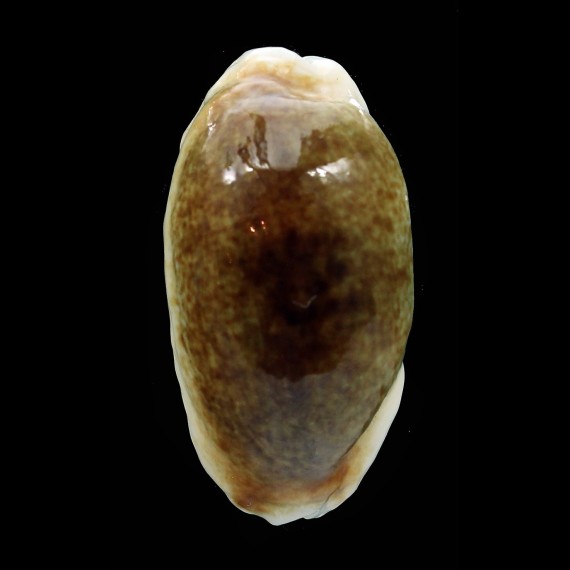 errones 52,6mm ROSTRATE