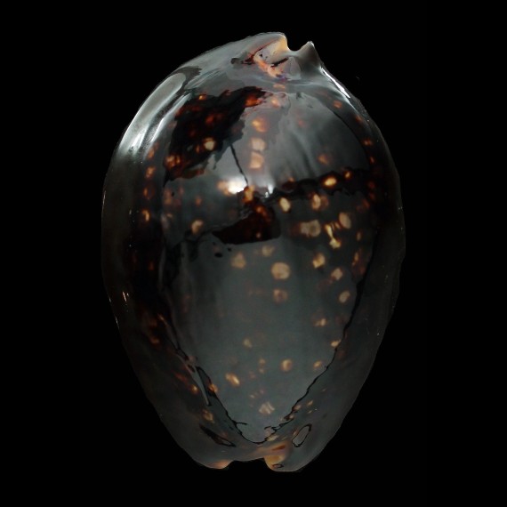 mauritiana 84,8mm ROSTRATE